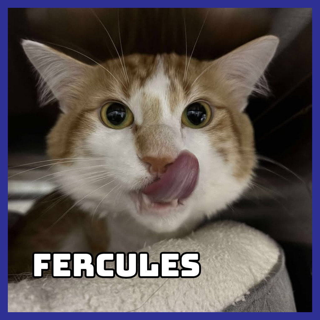 Furcules (Bonded to Hayes), an adoptable Domestic Long Hair in Glenwood, MN, 56334 | Photo Image 5