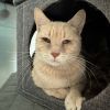 Goldie photo 1