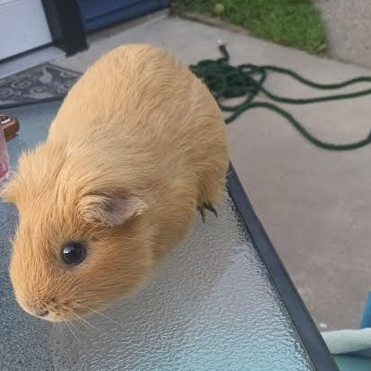 Axel