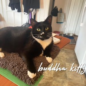 Buddha Kitty - Home to Home, Adult Female unknown