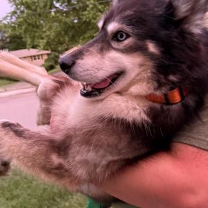 Koda - Home to Home, Adult Male unknown