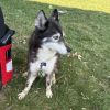 Koda - Home to Home photo 3