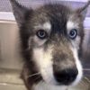 Koda - Home to Home photo 4