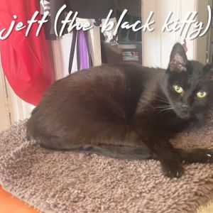 Jett - Home to Home, Adult Male unknown