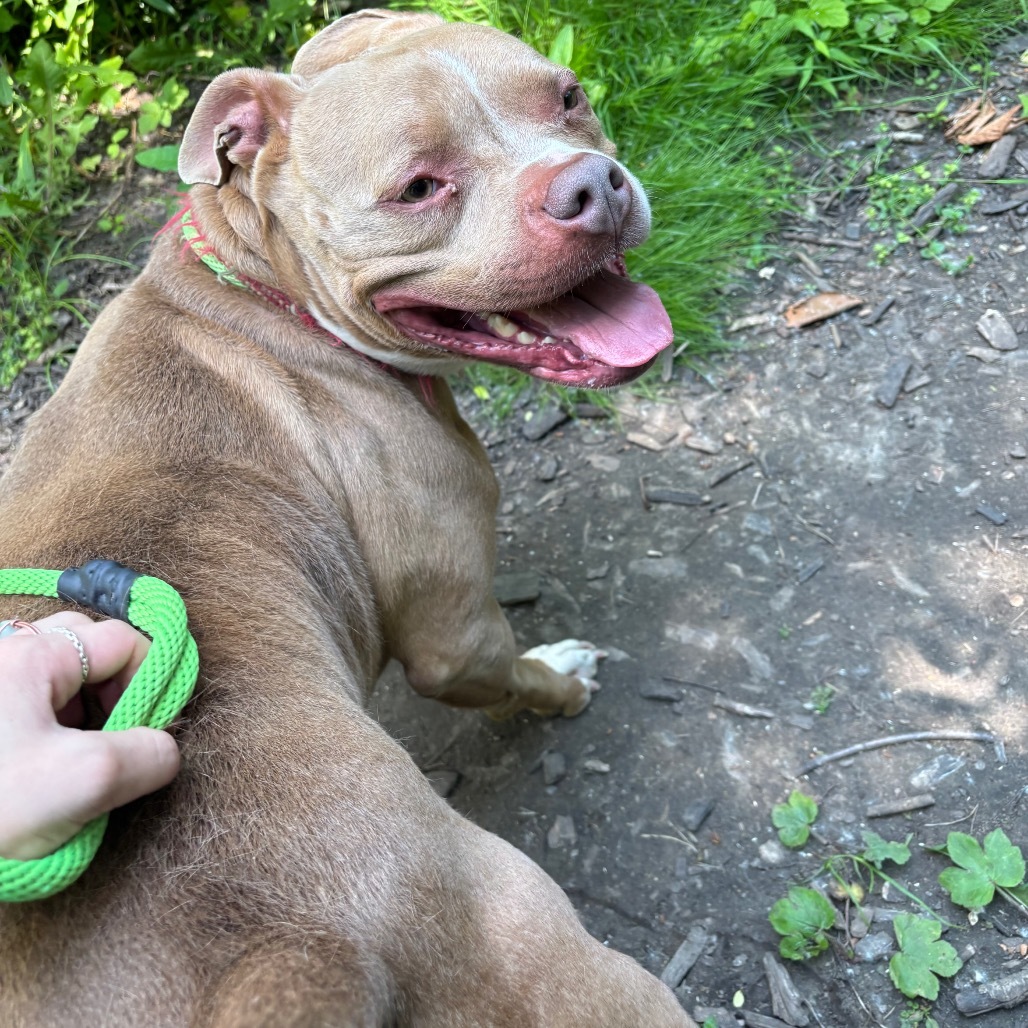 Buddha-Foster