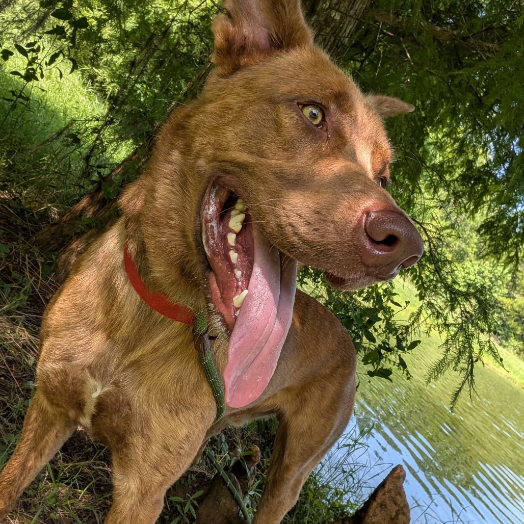 Bundy (Buddy) 27949