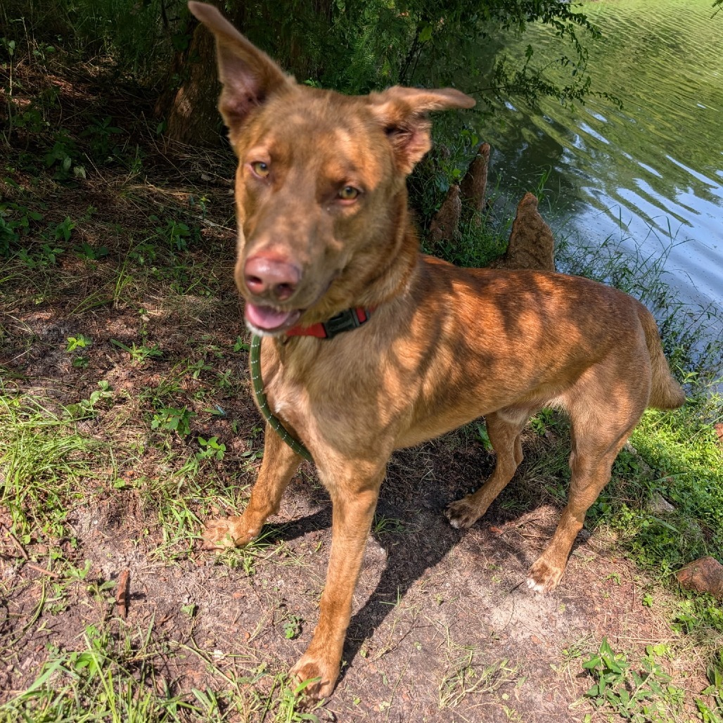Bundy (Buddy) 27949