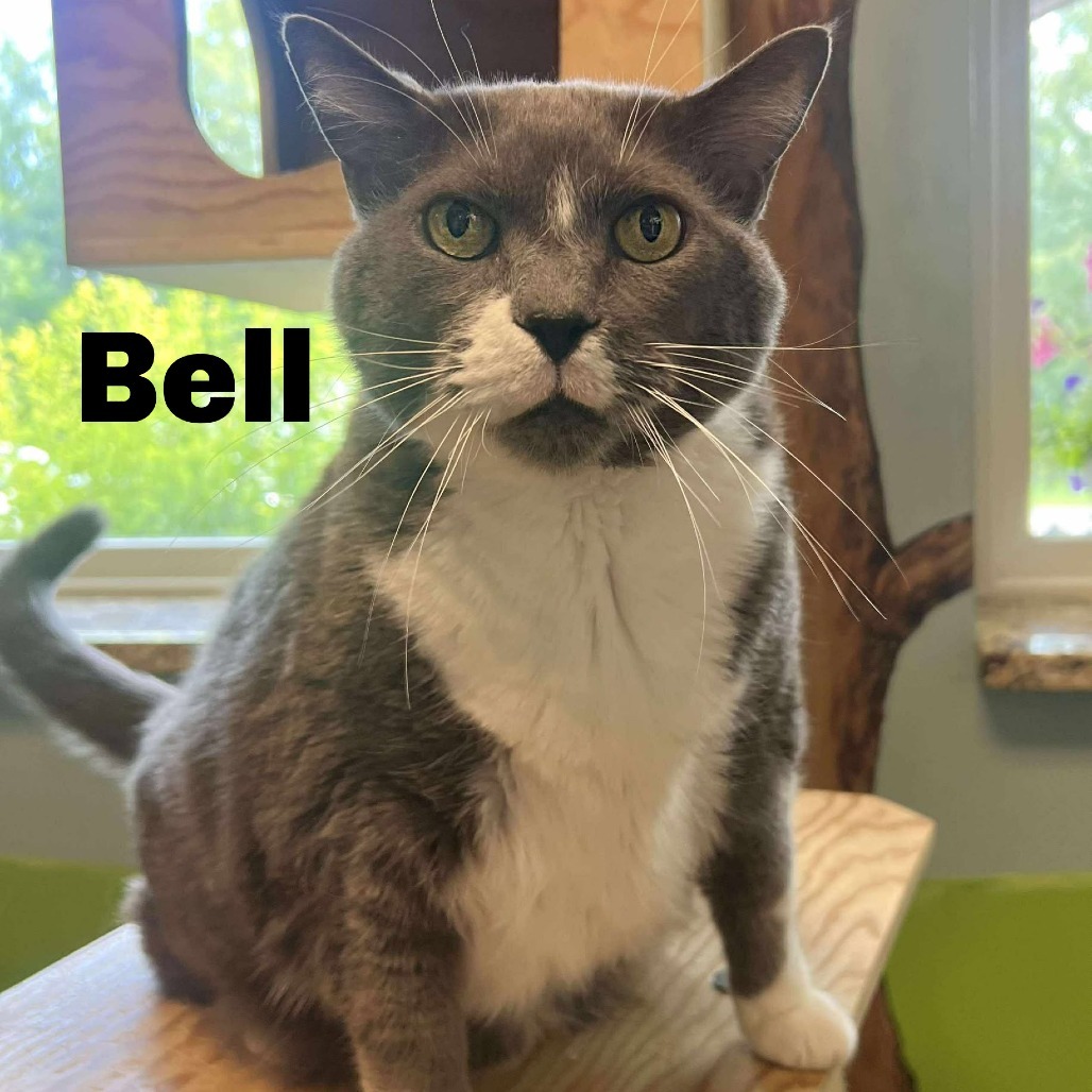 Bell 250554, an adoptable Domestic Short Hair in Escanaba, MI, 49829 | Photo Image 1