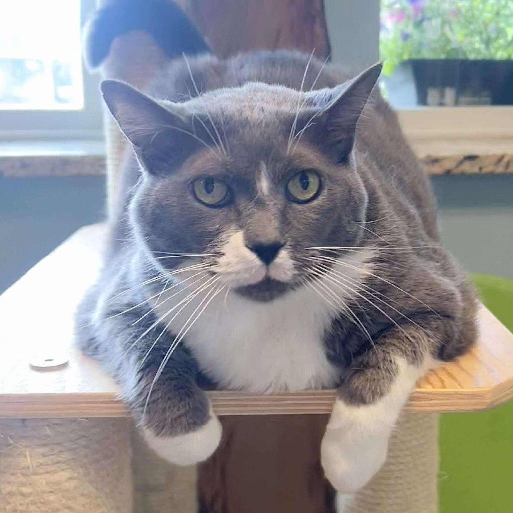 Bell 250554, an adoptable Domestic Short Hair in Escanaba, MI, 49829 | Photo Image 2