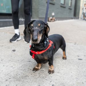 Chaplin is the quintessential Dachshund dapper clever and loooooong This sweet senior is looking