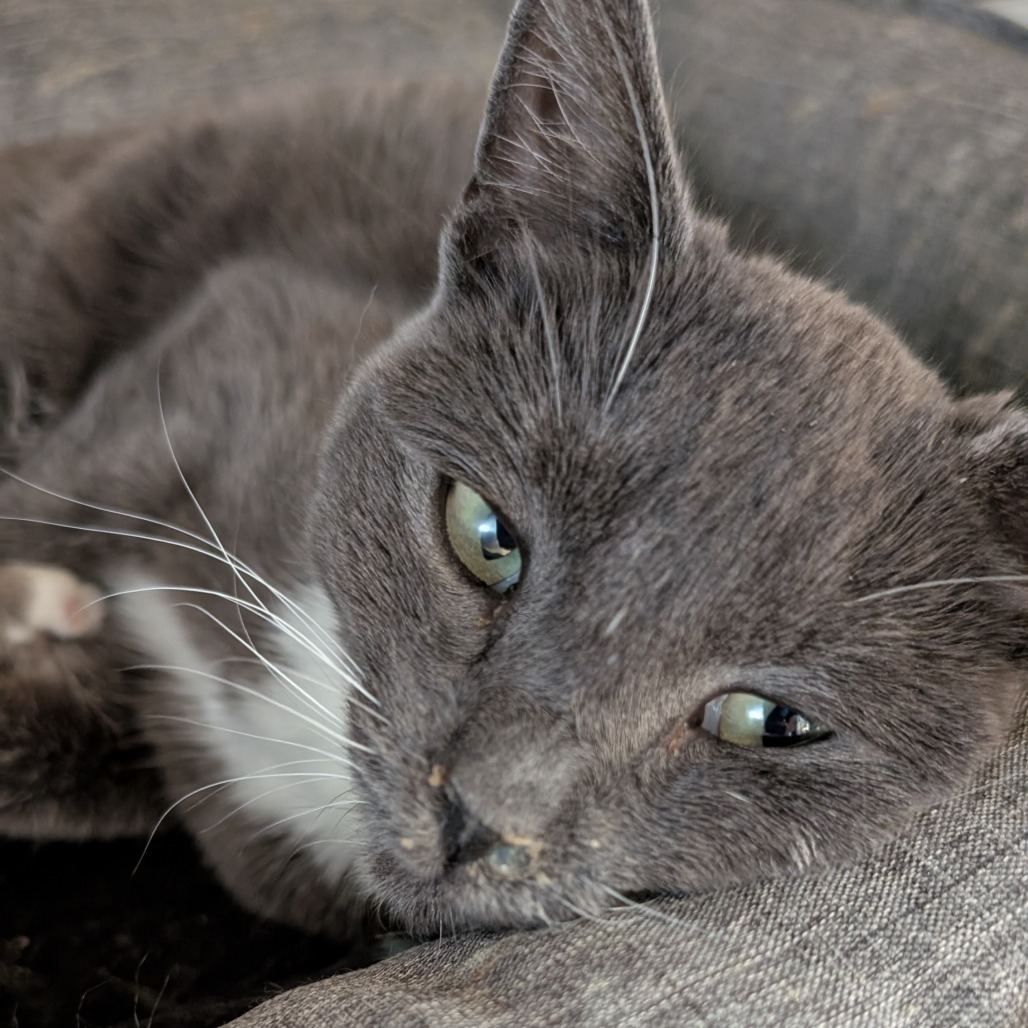 Meeks, an adoptable Domestic Short Hair in Spokane, WA, 99202 | Photo Image 1