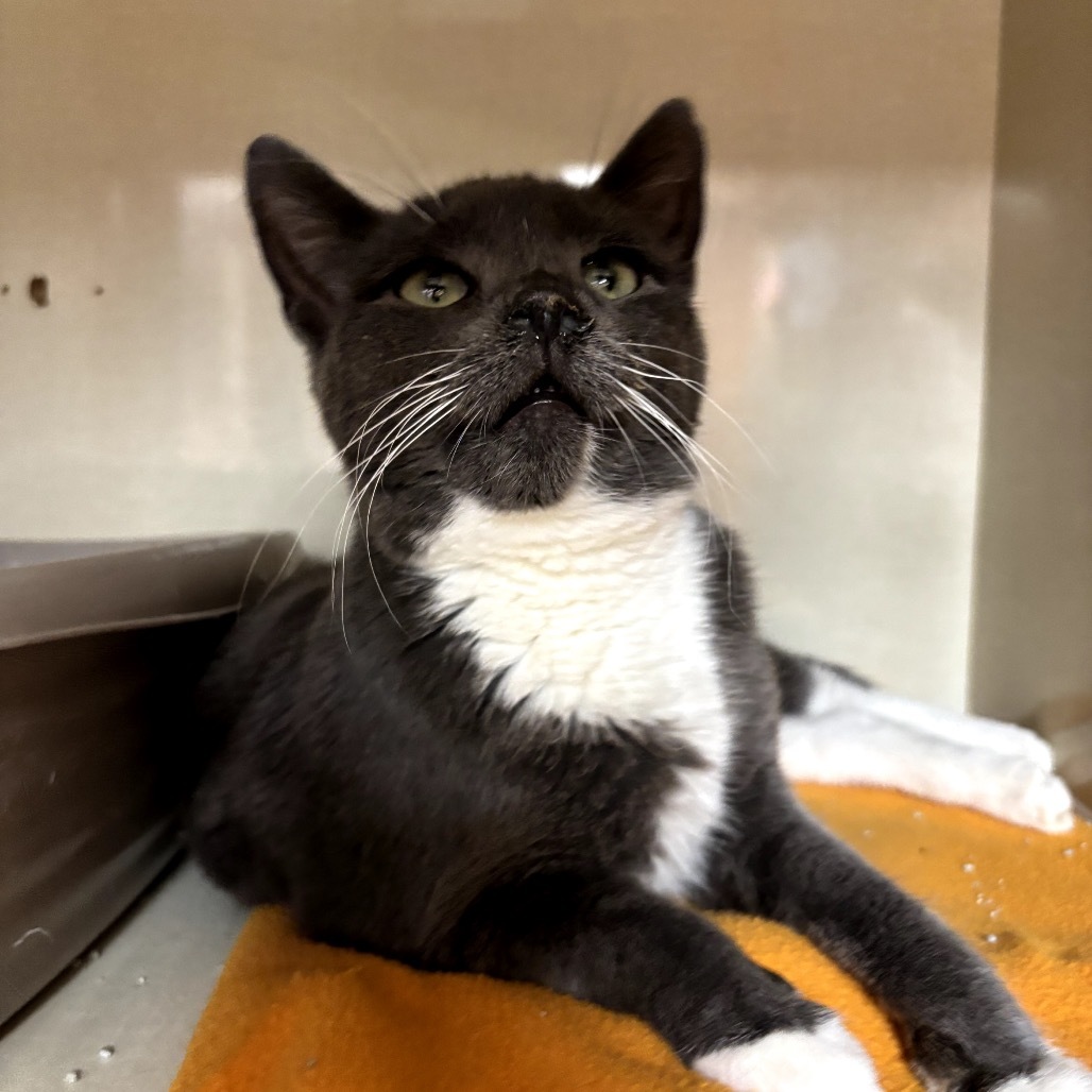 Meeks, an adoptable Domestic Short Hair in Spokane, WA, 99202 | Photo Image 2