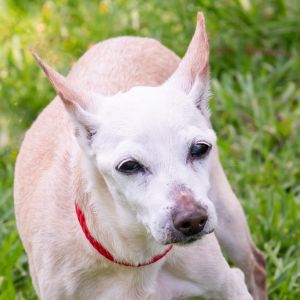 Richie Chihuahua Dog