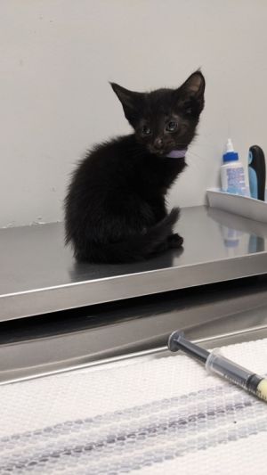 Apple Jacks, Baby Female unknown