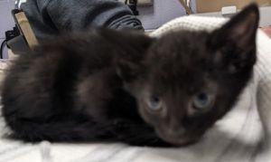 Lucky Charms, Baby Female unknown