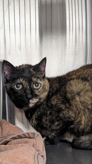 Little Bit, Adult Female unknown