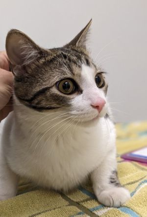 Cheddar, Adult Male unknown