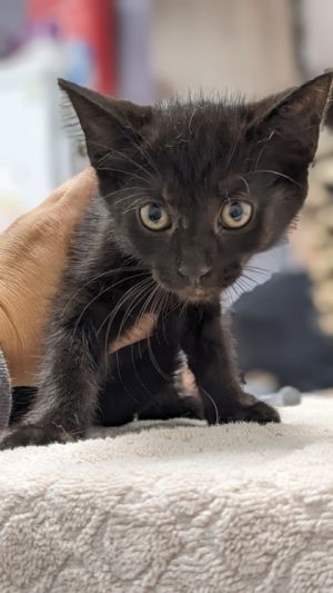 Waluigi, Baby Male unknown