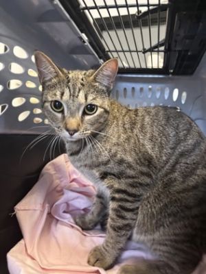 Tooni, Adult Female unknown