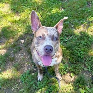 Scrappy Doo, Adult Male unknown