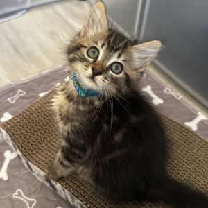 Basil, Baby Female unknown
