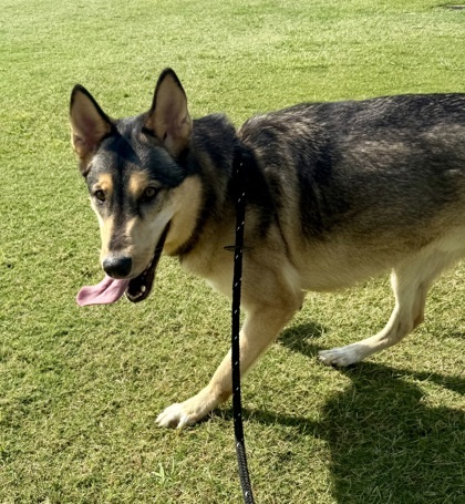 Lakota