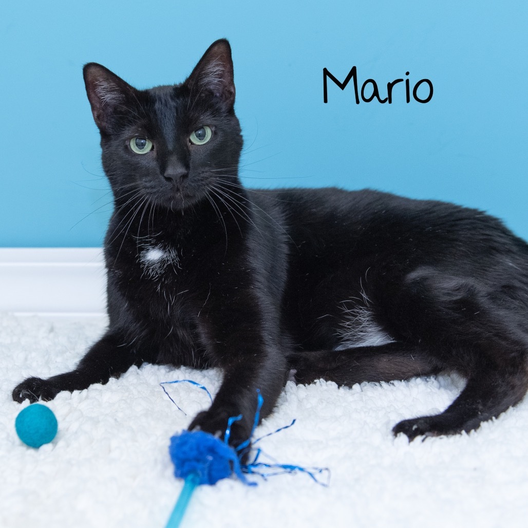 Mario