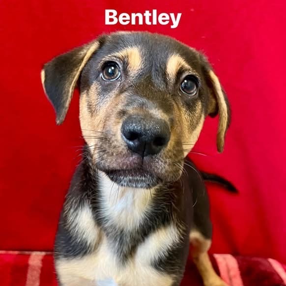 Bentley