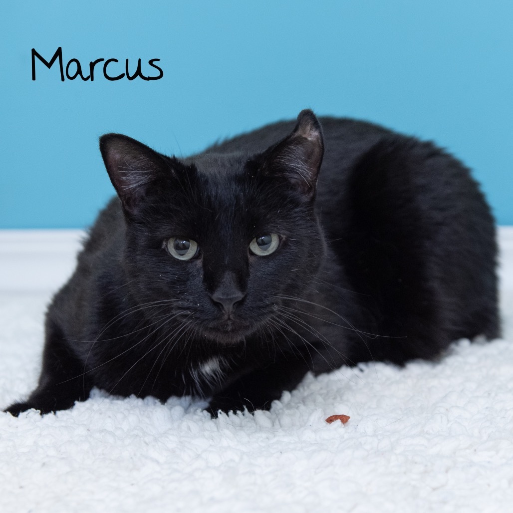 Marcus