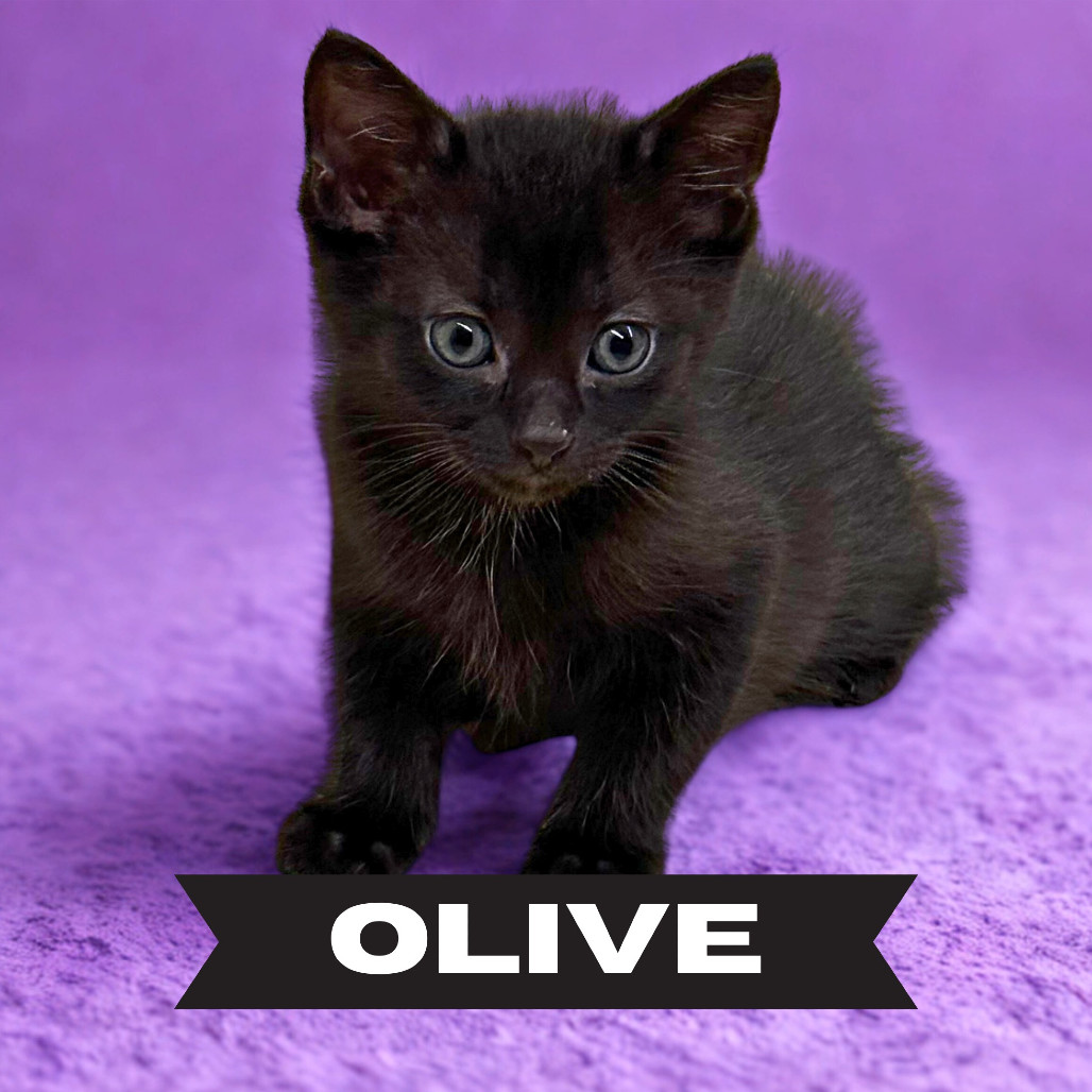 Olive