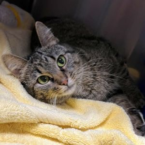 Whitney, Adult Female unknown