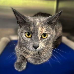 Meana, Adult Female unknown