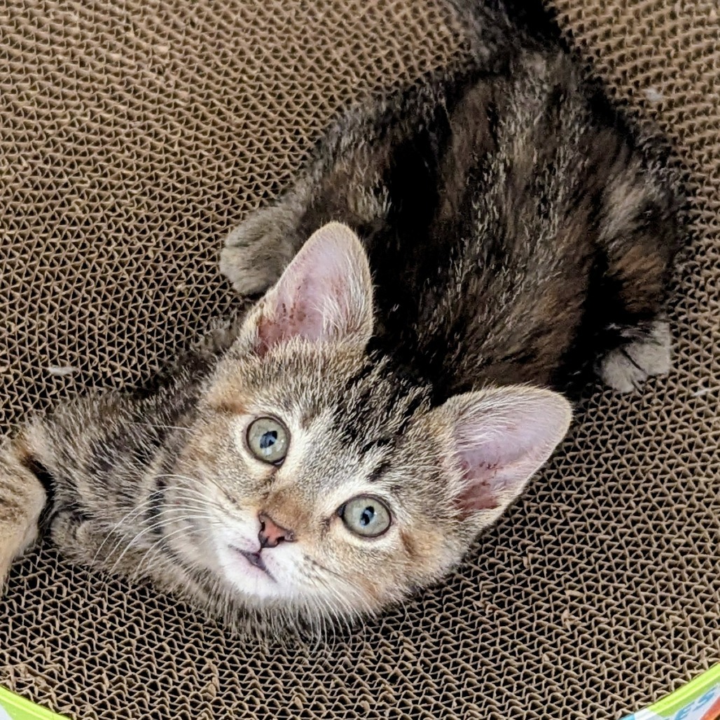 Addie