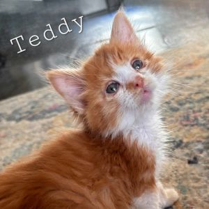 Teddy, Baby Male unknown