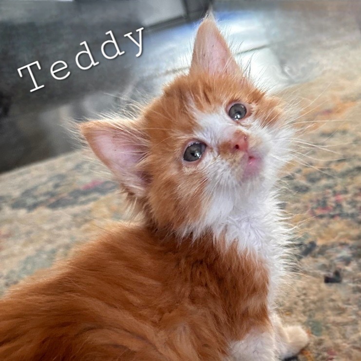 Teddy