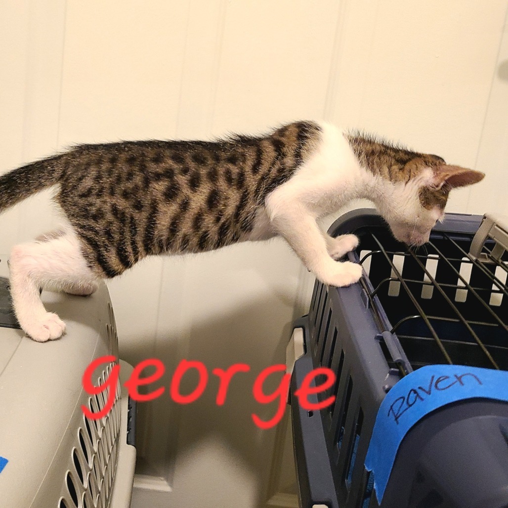 George