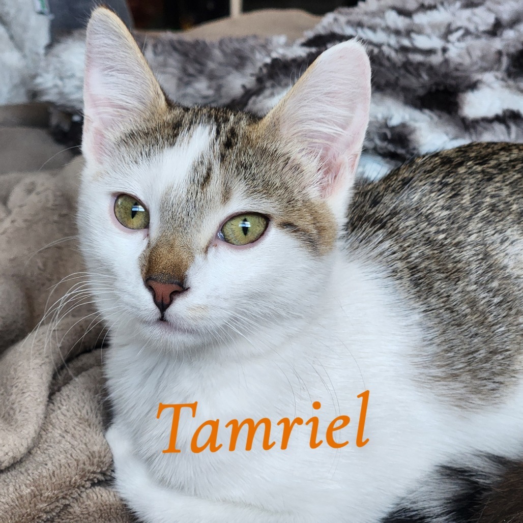 Tamriel