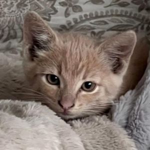 Leo De&#39;Catrio, Baby Male unknown