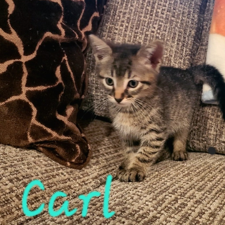 Carl