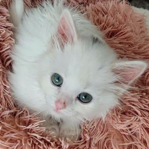 Frankie Da Floof, Baby Male unknown
