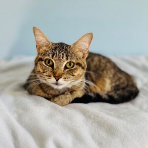 Margarita, Adult Female unknown