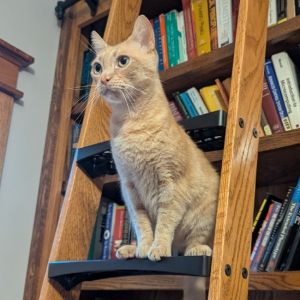 Lover Boy, Adult Male unknown