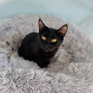 Sangria, Young Female unknown