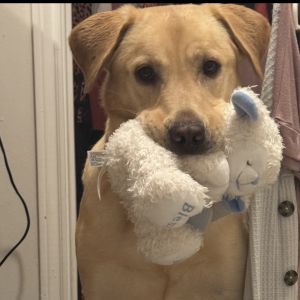 Meet Marlo 3yo l 62 lbs  Neutered  UTD on Vaccines  Heartworm Negative  House Trained Marlos s