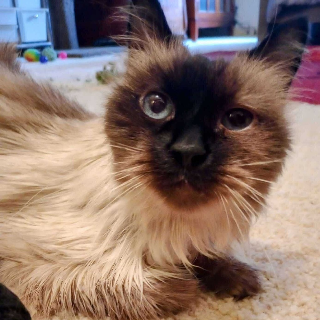 Miss Kitty, an adoptable Siamese in Nampa, ID, 83686 | Photo Image 1
