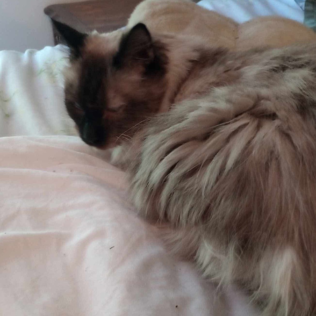 Miss Kitty, an adoptable Siamese in Nampa, ID, 83686 | Photo Image 2