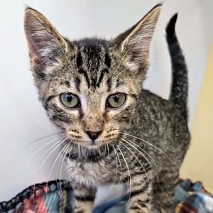 Tia Johnson Domestic Short Hair Cat