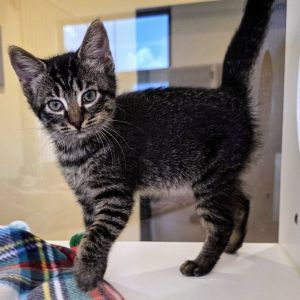 Claydra Rhodes Domestic Short Hair Cat