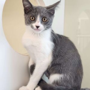 Shiloh Domestic Short Hair Cat