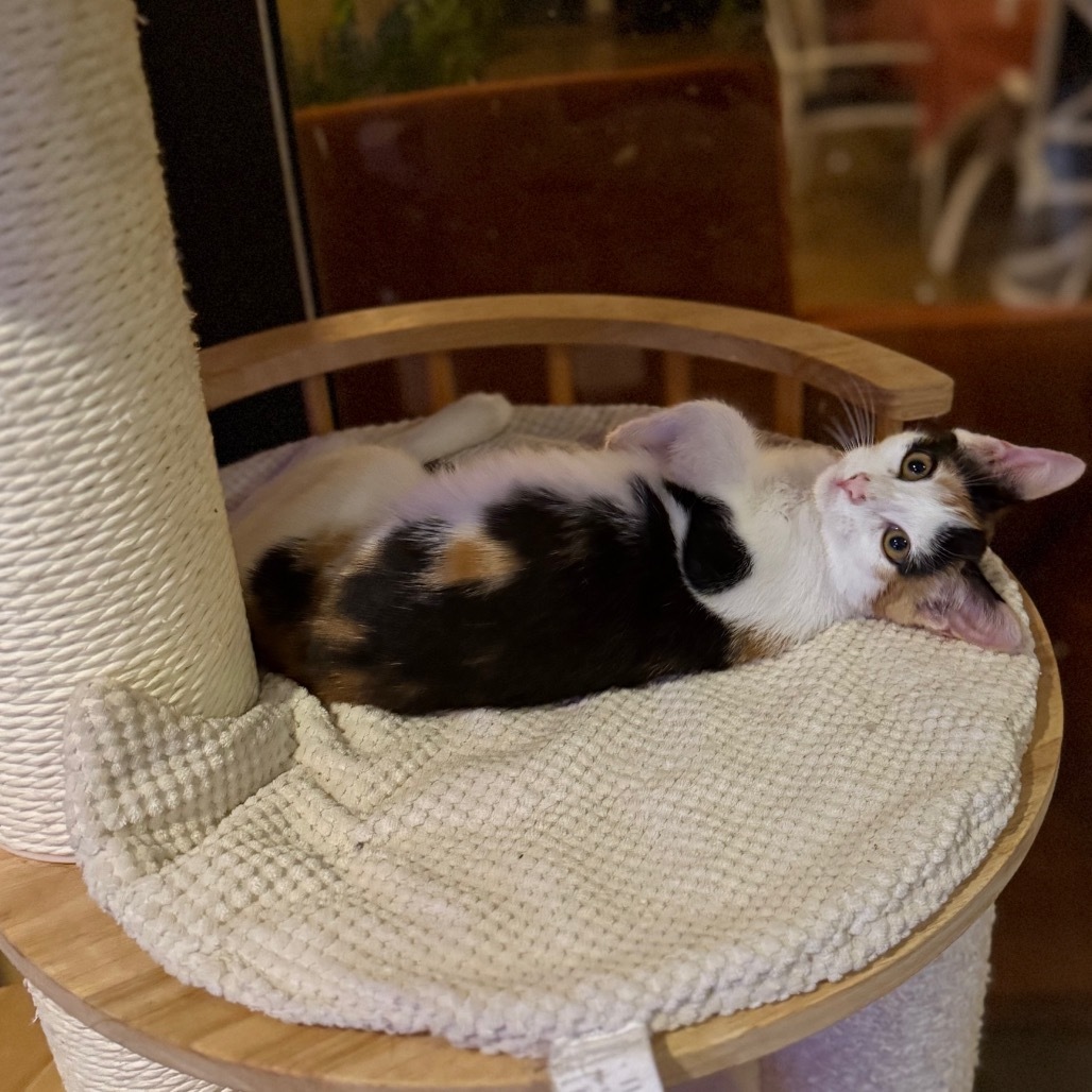 Gemma